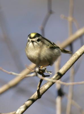g3/77/608777/3/55414708.GoldenCrownedKinglet3.jpg