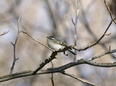 g3/77/608777/3/55414793.GoldenCrownedKinglet5.jpg