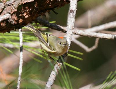 Ruby Crowned Kinglet-6.jpg