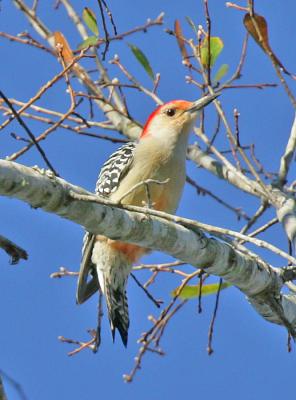Red-bellied Woodpecker-5.jpg