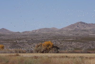 Bosque del Apache-8.jpg