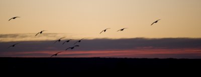 Bosque del Apache-9.jpg