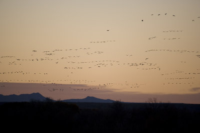 Bosque del Apache-11.jpg