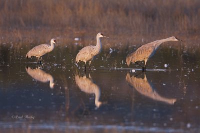 Bosque del Apache-15.jpg