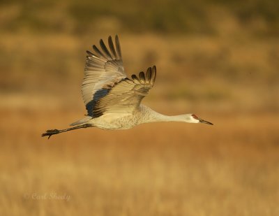 Sandhill Crane-11.jpg