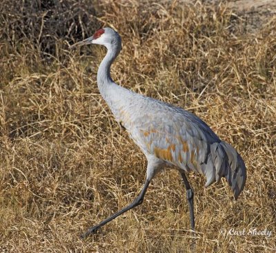 Sandhill Crane-18.jpg