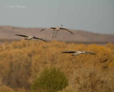 Sandhill Crane-20.jpg