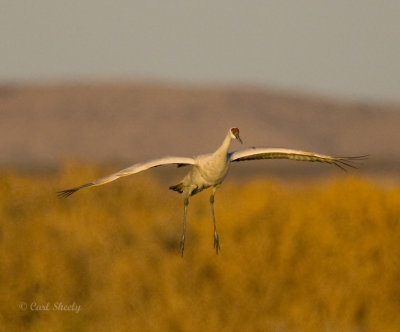 Sandhill Crane-24.jpg