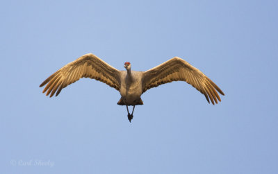 Sandhill Crane_4.jpg