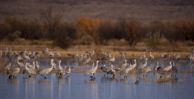 Sandhill Cranes-25.jpg