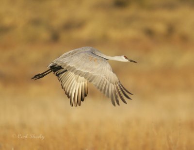 Sanhill Crane-10.jpg