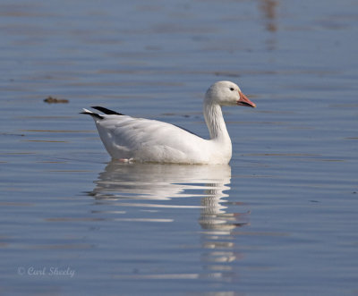 Snow Geese-7.jpg