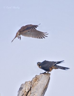 Aplomado_Kestral.jpg