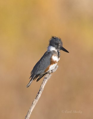 Belted Kingfisher_4.jpg