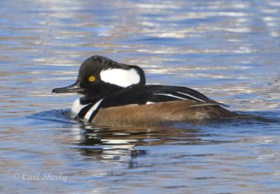  Hooded Merganser.jpg