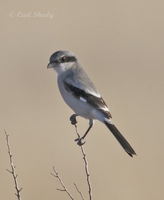 Loggerhead Shrike-1.jpg