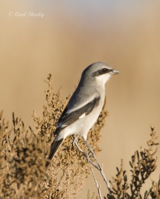 Loggerhead Shrike-2.jpg