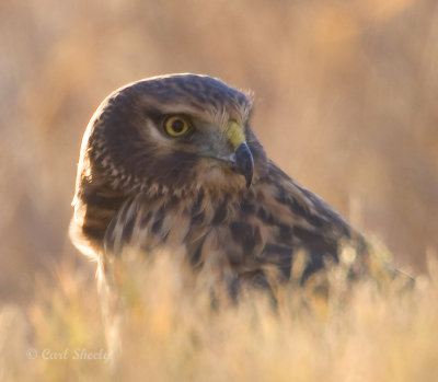 Northern Harrier-female.jpg