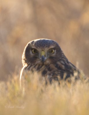 Northern Harrier-2.jpg