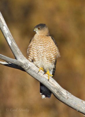 Northern Harrier-juv.jpg