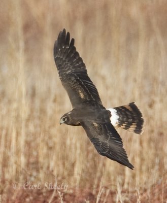 Northern Harrier-juv-3.jpg