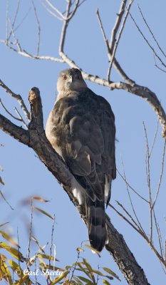 Northern Harrier-male.jpg