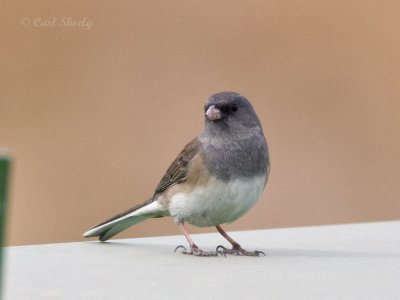 Pink-sided Junco-2.jpg