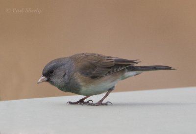 Pink-sided Junco-3.jpg