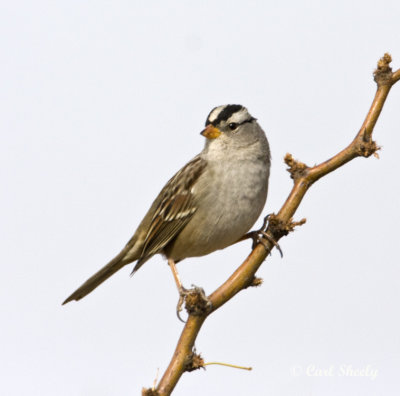 White-crowned Sparrow_1.jpg