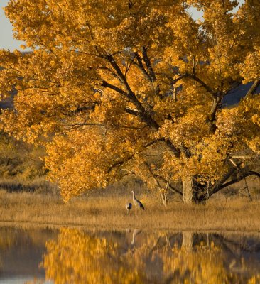 Bosque del Apache-14.jpg