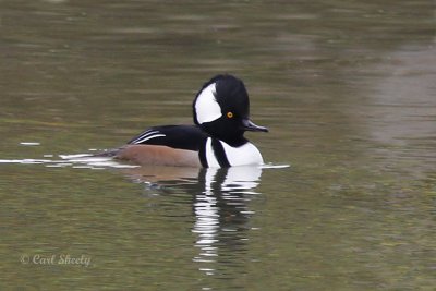 Hooded Merganser_6.jpg