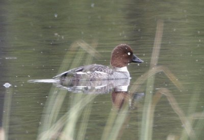 Common Goldeneye7465.jpg