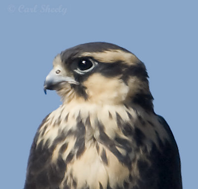 Aplomado Falcon