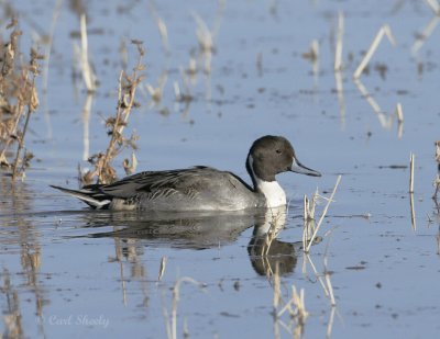 Pintail-1.jpg