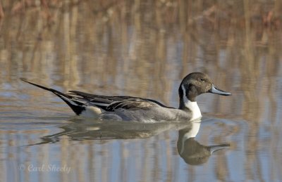 Pintail-3.jpg