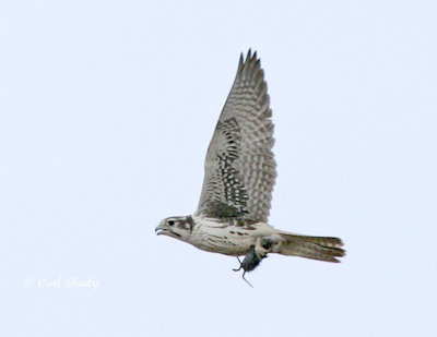 Prairie Falcon-2.jpg