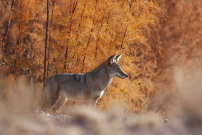 Bosque del Apache-16.jpg