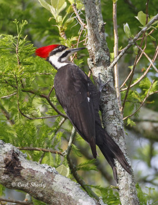 Pileated Woodpecker