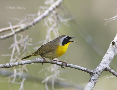 Common Yellowthroat-8.jpg