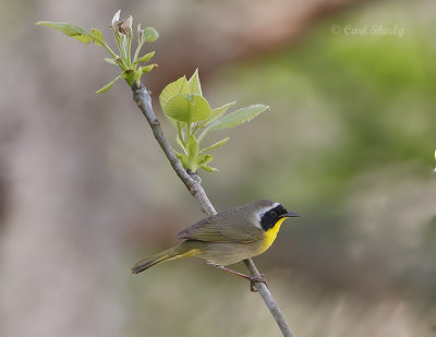 Common Yellowthroat-9.jpg