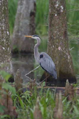 Great Blue Heron-7.jpg