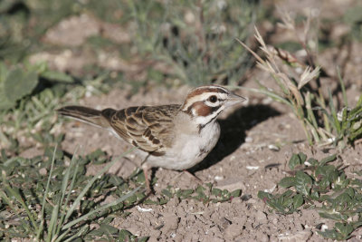 Lark Sparrow-1.jpg