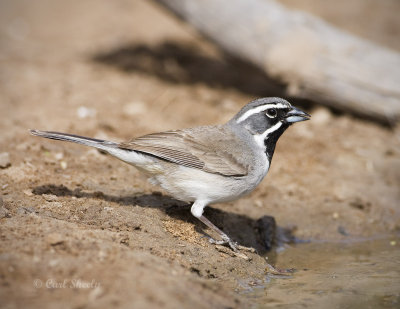 Black-throated Sparrow-5.jpg