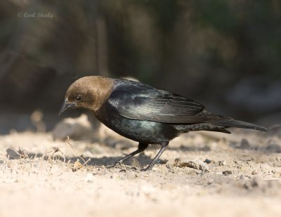 Brown-headed Cowbird-5.jpg