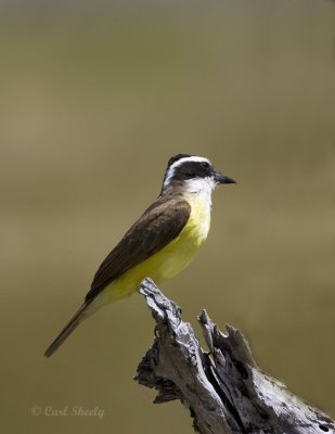 Kiskadee -8.jpg