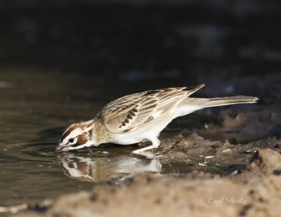 Lark Sparrow-4-SoTex.jpg