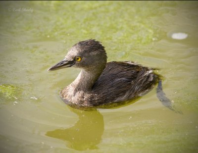 Pied-billed Grebe-4 SoTex.jpg
