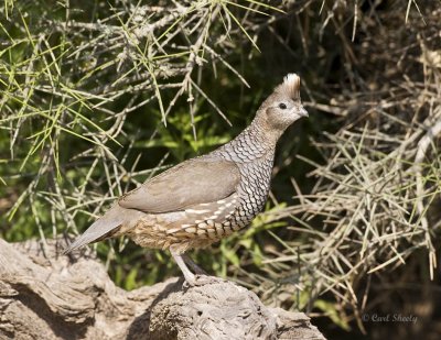 Scaled Quail-8-SoTex.jpg