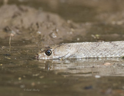 Thirsty Coachwhip.jpg