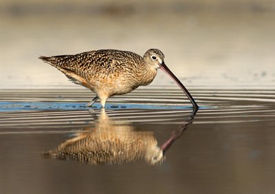 Curlew dippin'
